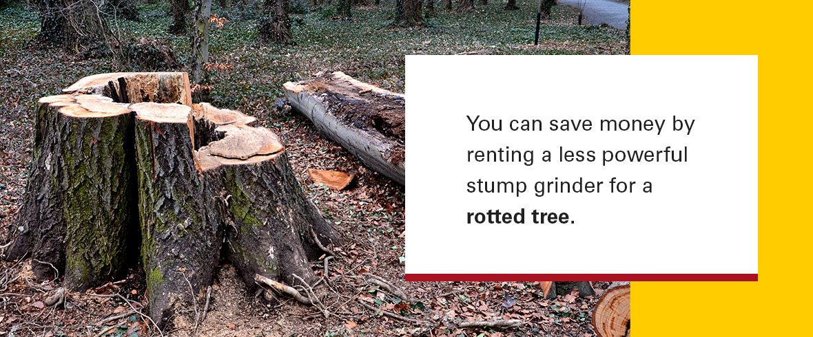 You can save money by renting a less powerful stump grinder for a rotted tree.