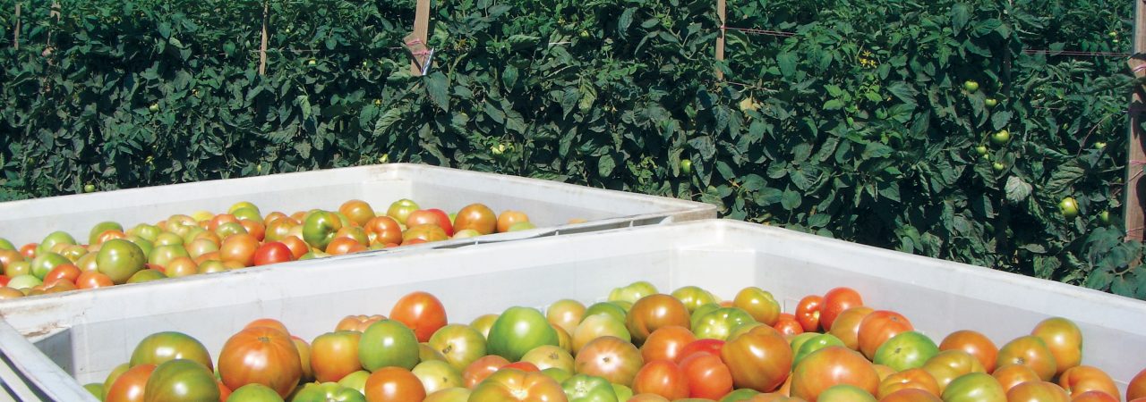 West Coast Tomato Growers